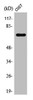 Western Blot analysis of COS7 cells using Rac GAP1 Polyclonal Antibody