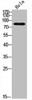 Western Blot analysis of MOUSE-BRAIN cells using Raf-B Polyclonal Antibody