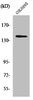 Western Blot analysis of COLO205 cells using RGAG1 Polyclonal Antibody