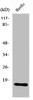 Western Blot analysis of MCF7 cells using Ribosomal Protein L26L Polyclonal Antibody