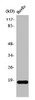 Western Blot analysis of HuvEc cells using Synuclein-α Polyclonal Antibody