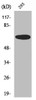 Western Blot analysis of 293 cells using UBA2 Polyclonal Antibody