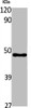 Western Blot analysis of A549 cells using MCAD Polyclonal Antibody