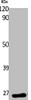 Western Blot analysis of K562 cells using EF-1β Polyclonal Antibody
