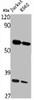 Western Blot analysis of Jurkat K562 cells using RhCG Polyclonal Antibody