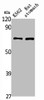 Western Blot analysis of rat stomach K562 cells using PAOX Polyclonal Antibody