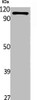 Western Blot analysis of rat stomach cells using ATP1AL1 Polyclonal Antibody