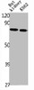 Western Blot analysis of rat kidney K562 cells using NPT2b Polyclonal Antibody