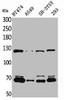 Western Blot analysis of BT474 A549 SHSY5Y 293 cells using K-cadherin Polyclonal Antibody