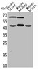 Western Blot analysis of mouse liver mouse kidney mouse brain cells using HSP40-4 Polyclonal Antibody