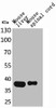 Western Blot analysis of mouse liver mouse spinal cord cells using Aldolase C Polyclonal Antibody