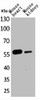 Western Blot analysis of mouse heart mouse kidney cells using Angptl1/2 Polyclonal Antibody