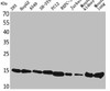 Western Blot analysis of 293 HepG2 A549 SHSY5Y PC-12 BXPC-3 Jurkat mouse kidney mouse lung cells using CyPA Polyclonal Antibody