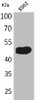 Western Blot analysis of K562 cells using Kallistatin Polyclonal Antibody