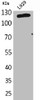 Western Blot analysis of L929 cells using CD107a Polyclonal Antibody
