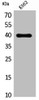 Western Blot analysis of K562 cells using CXCR-3 Polyclonal Antibody