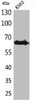 Western Blot analysis of K562 cells using Frizzled-10 Polyclonal Antibody