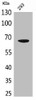 Western Blot analysis of 293 cells using VGF Polyclonal Antibody