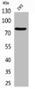 Western Blot analysis of 293 cells using Bcl-6 Polyclonal Antibody