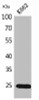 Western Blot analysis of K562 cells using IGFBP6 Polyclonal Antibody.