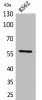 Western Blot analysis of K562 cells using Angptl1 Polyclonal Antibody.