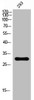 Western Blot analysis of 293 cells using CD38 Polyclonal Antibody