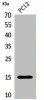 Western Blot analysis of PC12 cells using Histone H4 Polyclonal Antibody.