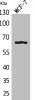 Western Blot analysis of MCF-7 cells using NFκB-p65 Polyclonal Antibody.