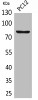 Western Blot analysis of PC12 cells using CD239 Polyclonal Antibody.