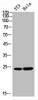 Western Blot analysis of NIH-3T3 Hela cells using FGF-11 Polyclonal Antibody