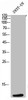 Western Blot analysis of 293T-UV cells using ApoC-III Polyclonal Antibody