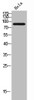 Western Blot analysis of HeLa cells using VE-Cadherin Polyclonal Antibody
