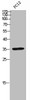 Western Blot analysis of PC12 cells using IRF-1 Polyclonal Antibody
