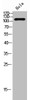 Western Blot analysis of HeLa cells using Na+/K+-ATPase α1 Polyclonal Antibody