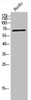 Western Blot analysis of HuvEC cells using IGF2-BP2 Polyclonal Antibody