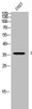 Western Blot analysis of COS-7 cells using CysLTR1 Polyclonal Antibody