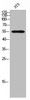 Western Blot analysis of 3T3 cells using WAVE3 Polyclonal Antibody