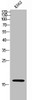 Western Blot analysis of k562 cells using JTB Polyclonal Antibody