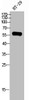 Western Blot analysis of HT-29 cells using GPR75 Polyclonal Antibody