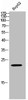 Western Blot analysis of HEPG2 cells using HP1γ Polyclonal Antibody