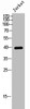 Western Blot analysis of Jurkat cells using Phospho-CKR-5 (S336) Polyclonal Antibody
