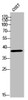 Western Blot analysis of COS-7 cells using Olfactory receptor 10Z1 Polyclonal Antibody