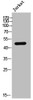 Western Blot analysis of JK cells using Phospho-CtBP1 (S422) Polyclonal Antibody
