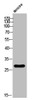 Western Blot analysis of mouse cells using Phospho-Ephrin-B1 (Y317) Polyclonal Antibody