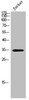 Western Blot analysis of Jurkat cells using Olfactory receptor 8J1 Polyclonal Antibody