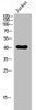 Western Blot analysis of Jurkat cells using Neuropsin Polyclonal Antibody