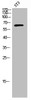 Western Blot analysis of 3T3 cells using Raftlin Polyclonal Antibody
