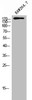 Western Blot analysis of RAW264.7 cells using LARG Polyclonal Antibody