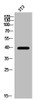 Western Blot analysis of 3T3 cells using Histamine H2 Receptor Polyclonal Antibody