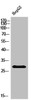 Western Blot analysis of HepG2 cells using IGFBP1 Polyclonal Antibody